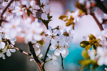 spring white flowers