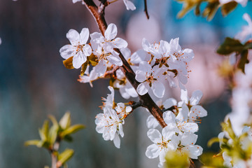 spring white flowers