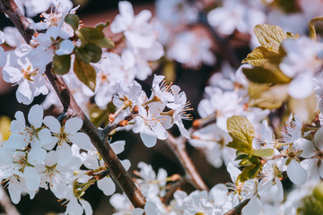 spring white flowers