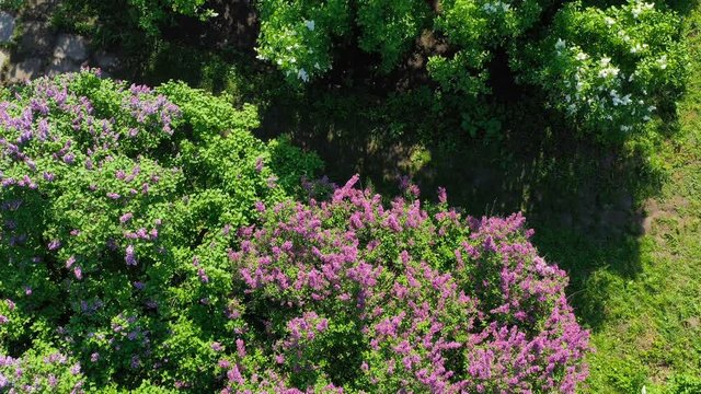 Beautiful Aerial Video footage. Kiev Ukraine. Spring blooming lilac in Hryshko National Botanical Garden. view to Vydubychi Monastery and river Dnipro. Spring in the city. Green nature
