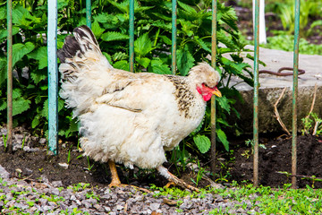 White chicken with forelock in the garden garden near the fence_