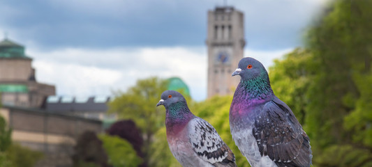 Bunte Tauben in München mit Deutschem Museum im Hintergrund