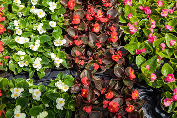 Flowers for sale at a Croatian flower market.