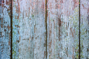 The texture of old cracked boards with traces of blue paint_