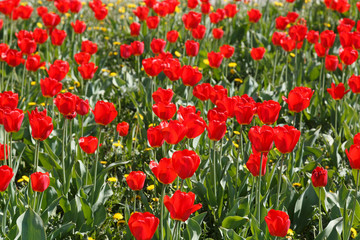 Fototapeta na wymiar Group of red tulips in the park.
