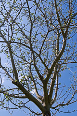 Plants: Sprouting treetop on a bright and sunny day in April