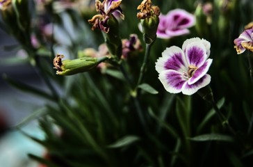 purple flower close-up