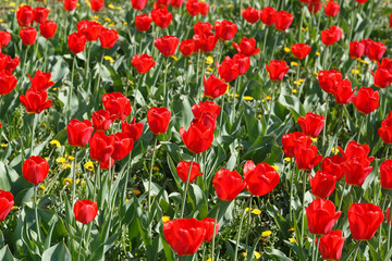 Group of red tulips in the park.