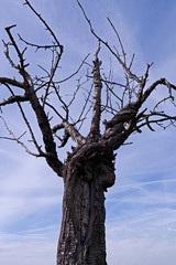 Plants: Naked treetop of an old apple tree in front of the blue sky