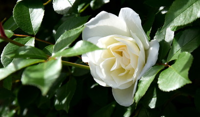 Wunderschöne weiße Rose