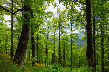 Obraz premium Mountain summer. Green forest