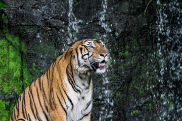 tiger show tongue sit down  in front of mini waterfall