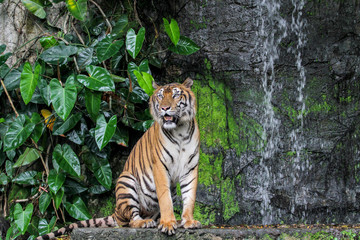 Naklejka na ściany i meble tiger show tongue walking in front of mini waterfall