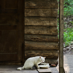 White cat in front of a plate with food on the porch of an old log house.