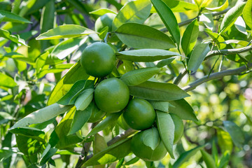 Young fruits of satsuma orange, on the branch