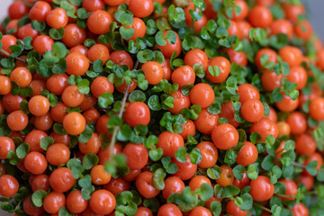 Orange coral bead plant, coral moss (Nertera granadensis)