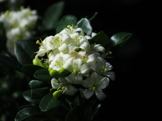 Obraz premium Flores brancas.