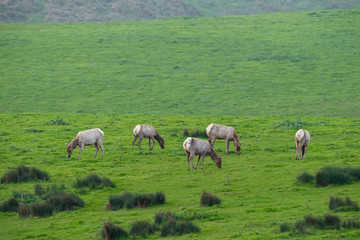 Fototapeta premium Tule elk (Cervus canadensis nannodes), Point Reyes National Seashore, Marin, California