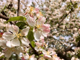 Branch of a blooming apple tree in spring.