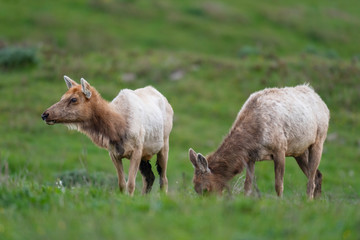 Fototapeta premium Tule elk (Cervus canadensis nannodes), Point Reyes National Seashore, Marin, California