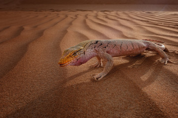 desert  monitor