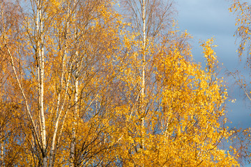 Birch tree top against cloudy sky