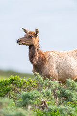 Tule elk (Cervus canadensis nannodes), Point Reyes National Seashore, Marin, California
