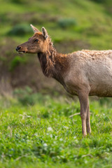 Tule elk (Cervus canadensis nannodes), Point Reyes National Seashore, Marin, California