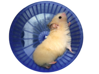 Hamster in a wheel