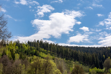 forest landscape in spring