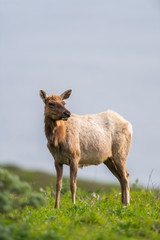 Tule elk (Cervus canadensis nannodes), Point Reyes National Seashore, Marin, California