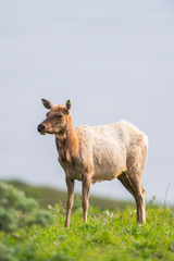 Tule elk (Cervus canadensis nannodes), Point Reyes National Seashore, Marin, California