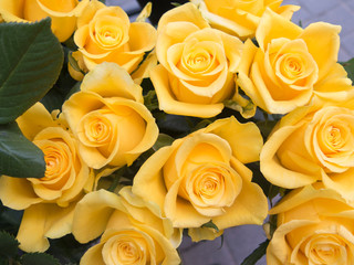 Yellow roses in a close up
