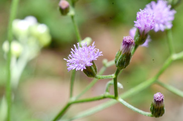 Flowers are purple, like sunflowers with very small sizes of green stems