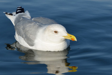 Seagull swimmes on sea. Close up view of white bird seagull. Wild seagull with natural blue background.