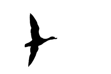 Silhouette of duck on a white background. Isolated