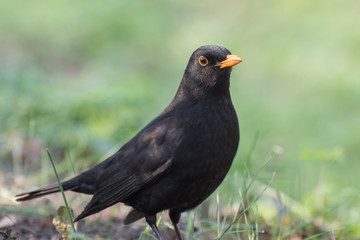 Common Blackbird (Turdus merula) in the forest