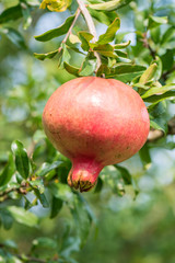 Pomegranate tasty close up