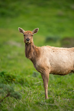 Tule elk (Cervus canadensis nannodes), Point Reyes National Seashore, Marin, California
