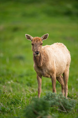 Tule elk (Cervus canadensis nannodes), Point Reyes National Seashore, Marin, California