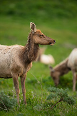 Tule elk (Cervus canadensis nannodes), Point Reyes National Seashore, Marin, California