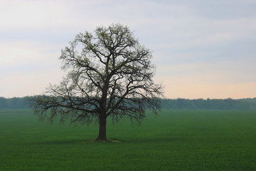Fototapeta na wymiar Lonely tree without leaves in spring in field on green grass in cloudy weather amid light spring fog