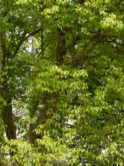 Fototapeta na wymiar Die Eucommia ulmoides oder Chinesischer Guttaperchabaum.