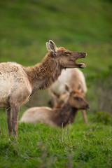 Tule elk (Cervus canadensis nannodes), Point Reyes National Seashore, Marin, California