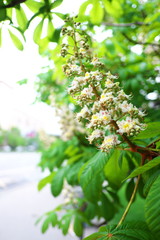 Chestnut flower