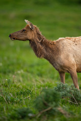 Tule elk (Cervus canadensis nannodes), Point Reyes National Seashore, Marin, California