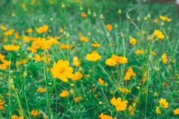 Obraz premium field of yellow flowers