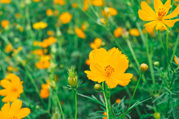 field of yellow flowers