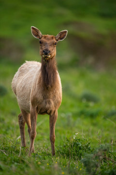 Tule elk (Cervus canadensis nannodes), Point Reyes National Seashore, Marin, California