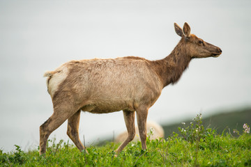 Tule elk (Cervus canadensis nannodes), Point Reyes National Seashore, Marin, California